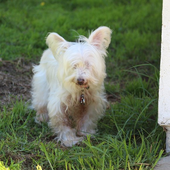 Meet your Posher, Lara - Picture 8 of 15